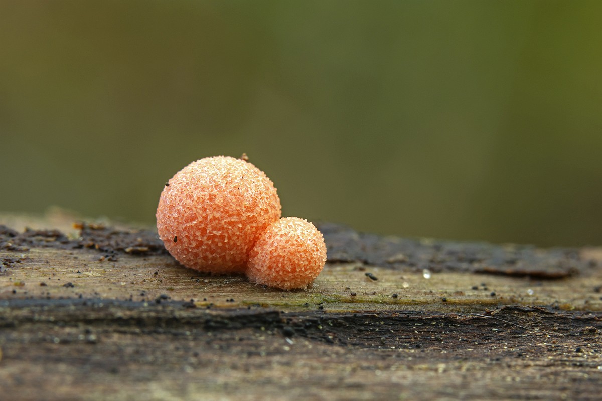 Onam ogli bilan jinsiy aloqa qilishni xohladi HD porno tik turgan holda